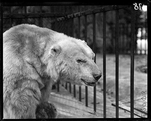 black and white photo of bear inside a cage in a zoo