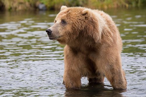 photo of a wild brown bear in water